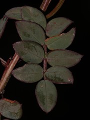 Indigofera karooica
