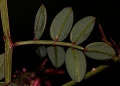 Indigofera karooica