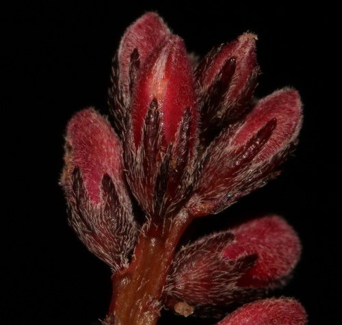 Image of Indigofera karooica by (c) Brian du Preez, some rights reserved (CC BY-SA)