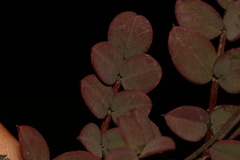 Indigofera karooica