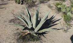 Agave asperrima
