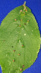 Eriophyes prunianus