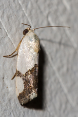 Ponometia cuta
