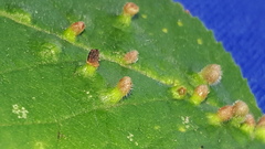 Eriophyes prunianus