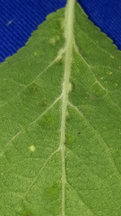 Eriophyes prunianus