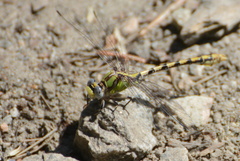 Ophiogomphus occidentis