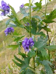 Aconitum neosachalinense