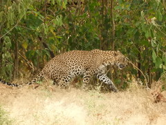 Panthera pardus kotiya