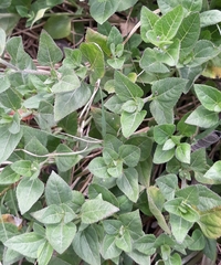 Calyptocarpus vialis