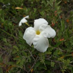 Mandevilla oaxacensis