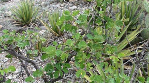 Bauhinia lunarioides