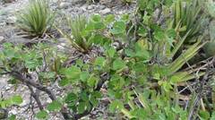 Bauhinia lunarioides