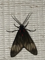 Hypocharis clusia