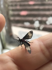 Hypocharis clusia