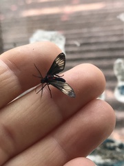 Hypocharis clusia