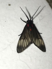 Hypocharis clusia