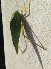 Microcentrum marginatum