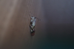 Ascia monuste orseis