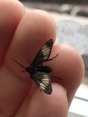 Hypocharis clusia