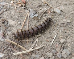 Hemileuca eglanterina