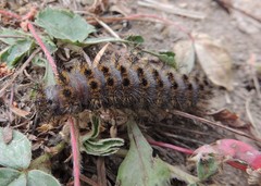 Hemileuca eglanterina