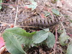 Hemileuca eglanterina