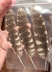 Otus scops