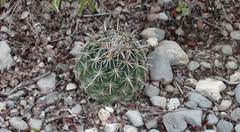 Coryphantha salinensis