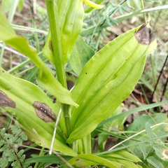 Habenaria novemfida