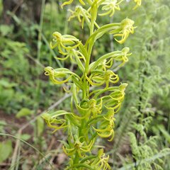 Habenaria novemfida