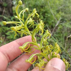 Habenaria novemfida