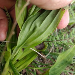 Habenaria novemfida