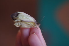 Ascia monuste orseis