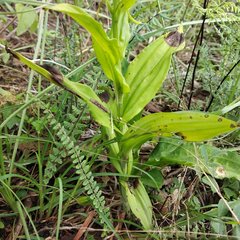 Habenaria novemfida