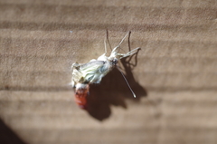 Ascia monuste orseis