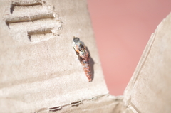 Ascia monuste orseis