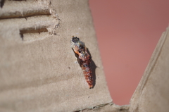 Ascia monuste orseis