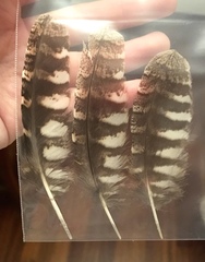 Otus scops