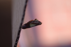 Ascia monuste orseis