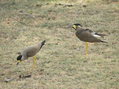 Vanellus malabaricus