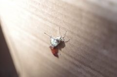 Ascia monuste orseis