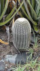 Echinocereus pectinatus pectinatus