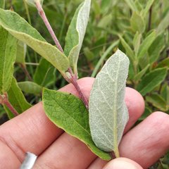 Mandevilla oaxacensis