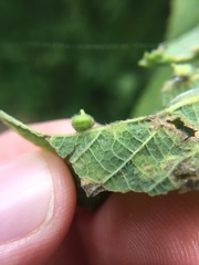 Celticecis celtiphyllia