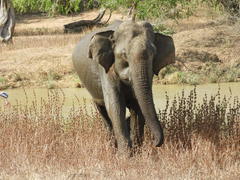 Elephas maximus maximus