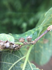 Celticecis celtiphyllia