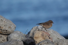Oenanthe oenanthe