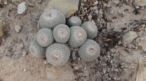 Epithelantha greggii