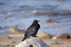 Corvus corone