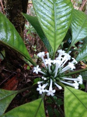 Image of Amphidasya panamensis